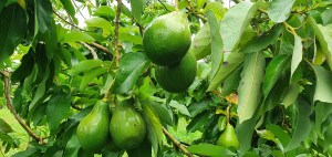 Avocats : les premières récoltes 2026 de notre plantation sont arrivées NOS AVOCATS